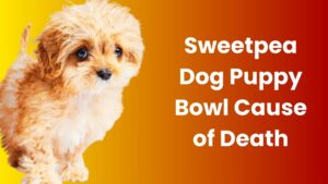 Sweetpea Dog Puppy Bowl Cause of Death